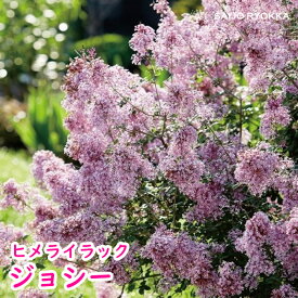 四季咲き コンパクトライラック 「ジョシー」 苗 耐寒性落葉樹【★お買い物マラソン！】