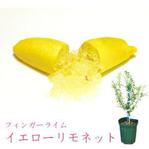 【メーカー直送】フィンガーライム イエローリモネット 苗 送料無料 沖縄発送不可 【フィンガーライムジャパン】
