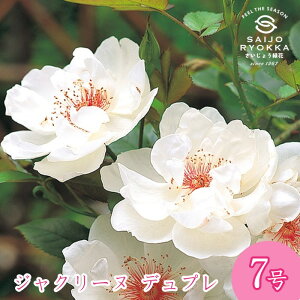 \oc n[NlX WN[k fv c 7 n CL KNc ΂c o c Ay kCꔭsz