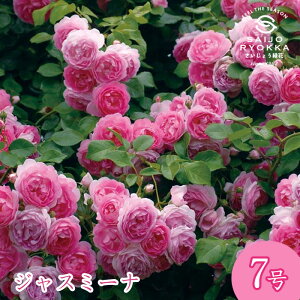 �o���c �����o���� �R���f�X �W���X�~�[�i ��c 7���� �s���N�n CL�y�������� �k�C�����ꔭ���s�z