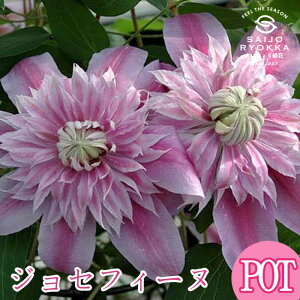 【クレマチス 苗】パテンス系 ジョセフィーヌ 2年生【クレマチス苗】【宿根草】【苗】