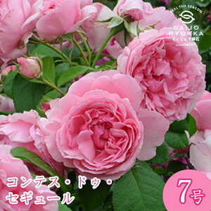 \oc fo[ ReXhDZM[ c 7 sNn SCL KNc ΂c o c Ay kCꔭsz