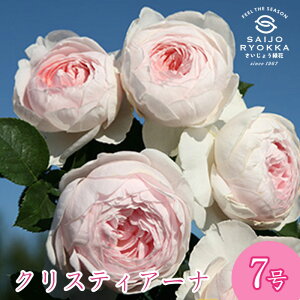 \oc o RfX NXeBA[i c 7 sNn CL KNc ΂c o c Ay kCꔭsz