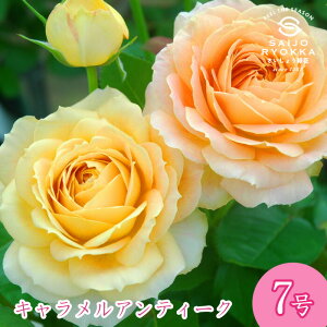 \oc o RfX LAeB[N c 7 AvRbgn HT KNc ΂c o c Ay kCꔭsz