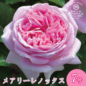 \oc TIGeBX A[ mbNX c 7 sNn POT KNc ΂c o c Ay kCꔭsz