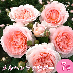 \oc o RfX wc@Eo[ c 7 sNn FL KNc ΂c o c Ay kCꔭsz