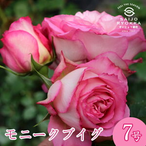 予約バラ苗 ギョー モニーク ヴイグ (ブイグ) 大苗 7号鉢 ピンク系 薔薇苗 ばら苗 バラ 苗 鉢植え 覆輪 SCL 【送料無料 北海道沖縄発送不可】