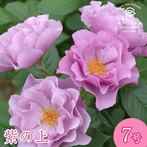 予約バラ苗 ロサオリエンティス 紫の上 むらさきのうえ 大苗 7号鉢 薔薇苗 ばら苗 バラ 苗 鉢植え【送料無料 北海道沖縄発送不可】