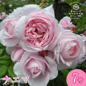 \oc fo[ iG} c 7 sNn CL KNc ΂c o c Ay kCꔭsz