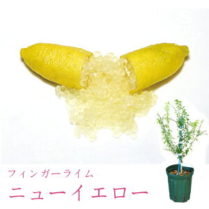 y[J[ztBK[C j[CG[ c  ꔭs ytBK[CWpz