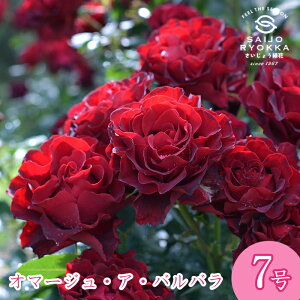 予約バラ苗 デルバール オマージュ ア バルバラ 大苗 7号鉢 赤系 POT 薔薇苗 ばら苗 バラ 苗 鉢植え【送料無料 北海道沖縄発送不可】