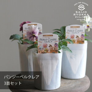 yԕczpW[ yNA ԓa C3POTset t炫pW[3POTy3|bgZbgz