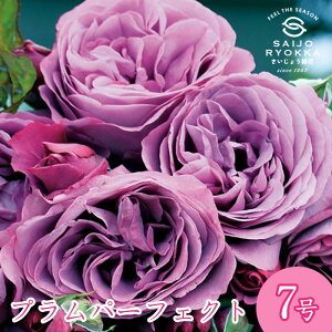 予約バラ苗 京成バラ園 コルデス プラム パーフェクト 大苗 7号鉢 紫系 FL 薔薇苗 ばら苗 バラ 苗 鉢植え【 送料無料 北海道沖縄発送不可】