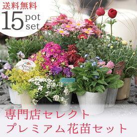 ＼☆楽天高レビュー☆／ プレミアム花苗セット 苗セット 15POT【苗セット】【ギフト】【花壇苗】【おすすめ】【福袋】送料無料【北海道・沖縄・東北発送不可】【ほかの商品との同梱不可 培養土1袋は同梱可】【クリスマス】【お正月】【☆】