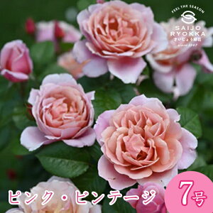 予約バラ苗 ドリュ ピンク ビンテージ 大苗 7号鉢 ピンク系 SCL 薔薇苗 ばら苗 バラ 苗 鉢植え【送料無料 北海道沖縄発送不可】