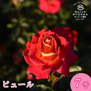 予約バラ苗 ロサオリエンティス ピュール 大苗 7号鉢 薔薇苗 ばら苗 バラ 苗 鉢植え【送料無料 北海道沖縄発送不可】