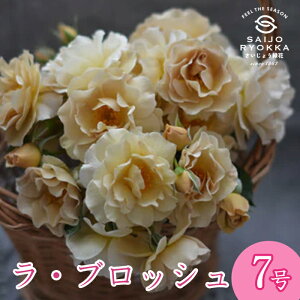 予約バラ苗 河本バラ園 ラ ブロッシュ 大苗 7号鉢 茶系 SCL 薔薇苗 ばら苗 バラ 苗 鉢植え 【送料無料 北海道沖縄発送不可】