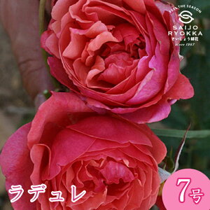 予約バラ苗 ギョー ラデュレ 大苗 7号鉢 ピンク系 薔薇苗 ばら苗 バラ 苗 鉢植え 【送料無料 北海道沖縄発送不可】