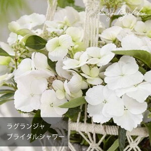 yzԁzAWTC c OWA uC_V[ xr[cyPWzyzԁzyzy]̐{ǂz