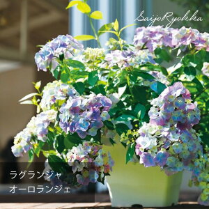 yzԁzAWTC c OWA I[W xr[cyPWzyzԁzyz