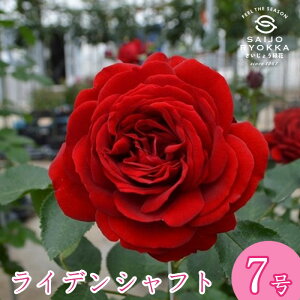 \oc o RfX CfVtg c 7 Ԍn CL KNc ΂c o c Ay kCꔭsz