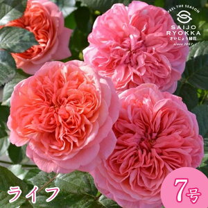 \oc TIGeBX Ct c 7 sNn FL KNc ΂c o c Ay kCꔭsz