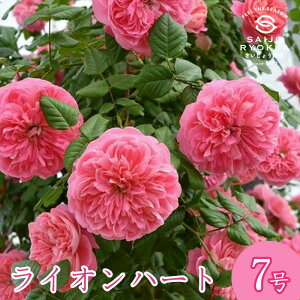 予約バラ苗 ロサオリエンティス ライオンハート 大苗 7号鉢 ピンク系 SCL 薔薇苗 ばら苗 バラ 苗 鉢植え【送料無料 北海道沖縄発送不可】