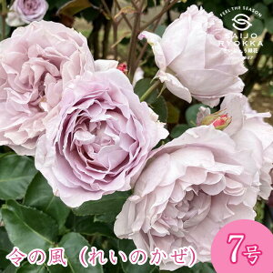 \oc o  ߂̕ c 7 n FL KNc ΂c o c Ay kCꔭsz