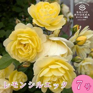 予約バラ苗 京成バラ園 レモンシルエッタ 大苗 7号鉢 薔薇苗 ばら苗 バラ 苗 鉢植え【送料無料 北海道沖縄発送不可】