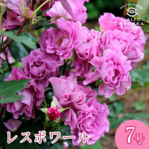 \oc M[ X|[ c 7 n KNc ΂c o c Ay kCꔭsz