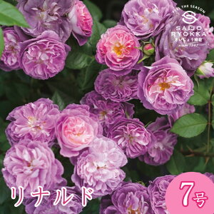 \oc ͖{o ih c 7 n SCL KNc ΂c o c A y kCꔭsz