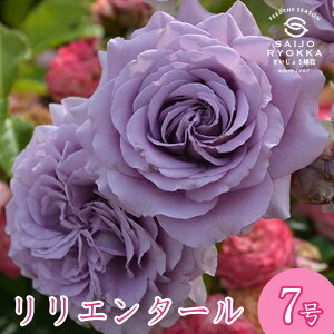 予約バラ苗 ロサオリエンティス リリエンタール 大苗 7号鉢 紫系 SCL 薔薇苗 ばら苗 バラ 苗 鉢植え【送料無料 北海道沖縄発送不可】