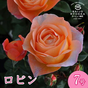 \oc TIGeBX r c 7 IWn KNc ΂c o c Ay kCꔭsz