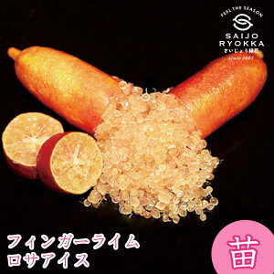 y[J[ztBK[C TACX c  ꔭs ytBK[CWpz