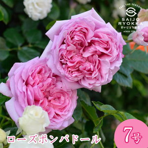 \oc fo[ [Y |phD[ c 7 sNn SCL KNc ΂c o c Ay kCꔭsz