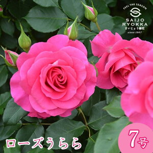 予約バラ苗 京成バラ園 京成 ローズ うらら 大苗 7号鉢 ピンク系 FL 薔薇苗 ばら苗 バラ 苗 鉢植え【送料無料 北海道沖縄発送不可】