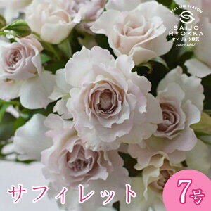 \oc ͖{o TtBbg c 7 n POT KNc ΂c o c Ay kCꔭsz