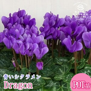 VN hS fB[vu[ u[VN Dragon 1cyVNz