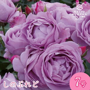 \oc o  ̂Ԃ c 7 n FL KNc ΂c o c Ay kCꔭsz