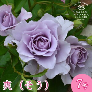 \oc ͖{o u  c 7 n POT KNc ΂c o c Ay kCꔭsz