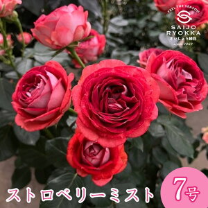 \oc o RfX Xgx[~Xg c 7 Ԍn FL KNc ΂c o c Ay kCꔭsz