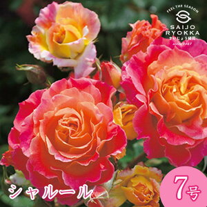 \oc TIGeBX V[ c 7 IWn KNc ΂c o c Ay kCꔭsz