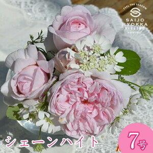 \oc o ^^E VF[nCg c 7 sNn HT KNc ΂c o c Ay kCꔭsz