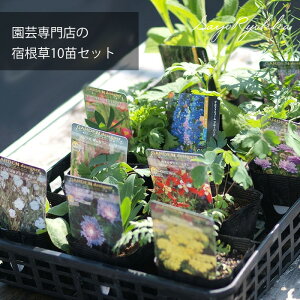 |X̏h 10POTcZbgyhZbgE߁z yGߌ̔zykCEꔭszy̏iƓszh N Ԓd  S K[fjO c i