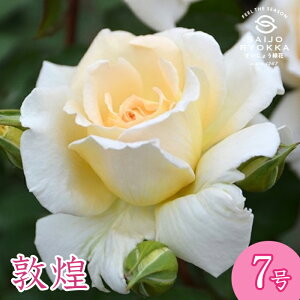 予約バラ苗 ロサオリエンティス 敦煌(トンコウ)大苗 7号鉢 白系 HT 薔薇苗 ばら苗 バラ 苗 鉢植え 【送料無料 北海道沖縄発送不可】