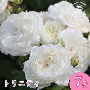 予約バラ苗 ロサオリエンティス トリニティ 大苗 7号鉢 白系 薔薇苗 ばら苗 バラ 苗 鉢植え【送料無料 北海道沖縄発送不可】