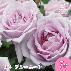 �\��o���c �\��o���c ���ネ�[�Y ���c���u���[���[���i��j ��c 7���� ���n CL �K�N�c �΂�c �o�� �c ���A���y�������� �k�C�����ꔭ���s�z