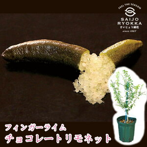 【メーカー直送】フィンガーライム チョコレートリモネット 苗 送料無料 沖縄発送不可 【フィンガーライムジャパン】