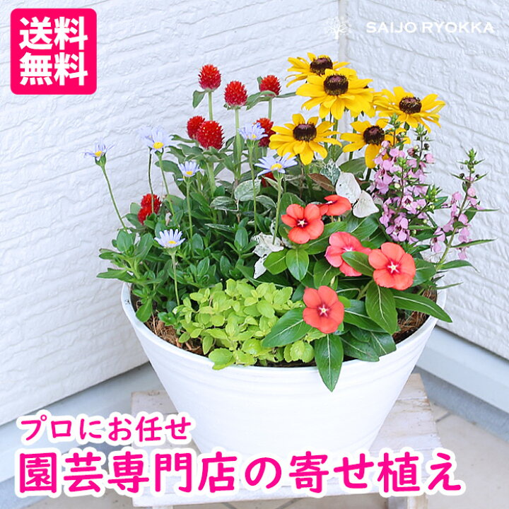 楽天市場】専門店の寄せ植え ギフト ワンランク上 送料無料【寄せ植え 