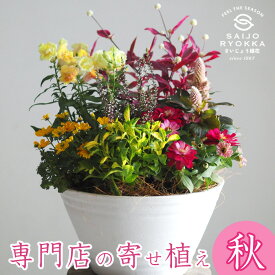 専門店の寄せ植え ギフト ワンランク上 送料無料【寄せ植え】【春夏秋冬】【北海道・沖縄・東北発送不可】寄植え 選べる鉢 プレゼント 春 夏 秋 冬 玄関【お祝い】 【誕生日】 【新築】【引越し】【お中元】【季節の花苗】【セット】【パンジー】【ビオラ】